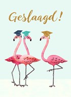 flamingo geslaagd